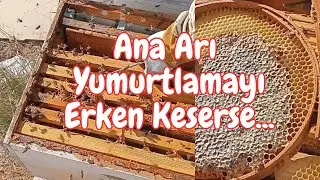 Ana Arı yumurtlamayı erken keserse