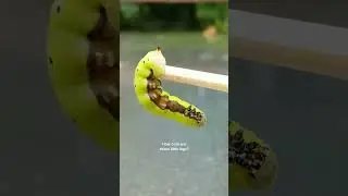 We need pretty feet pics. #caterpillar #prettyfeet #pretty #feet #legs #cute