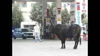 Bir ton iki yüz kiloluk (1200 kg ) boğa kamyondan atlıyor