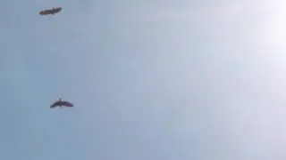 Bald eagle mating pair flying overhead