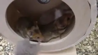 Много хомяков и деревянное колесо