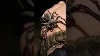 BIG Spider Does Something Unexpected! 