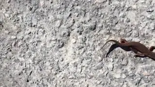 Salamander - Lars Jongs vei, Slependen
