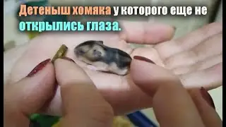 Маленький хомячок пытается кушать с закрытыми глазами