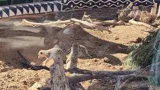 Meerkats at Reid Park Zoo