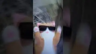 кот батон