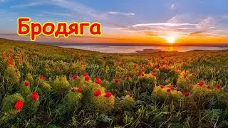 Бродяга - По диким степям Забайкалья. Песня сибирских каторжан. Забайкальский бродяга
