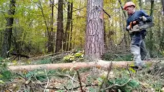 Валка леса Начальник показал мастер класс Stihl MS 361