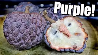 PURPLE SUGAR APPLE : Custard Fruit - Weird Fruit Explorer