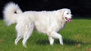 Kuvasz | Intelligent Powerful Beautiful
