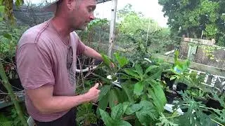 Grimal Grove: Patrick shows us his collection, we check out few other fruit tree ￼ Velvet ￼apple!