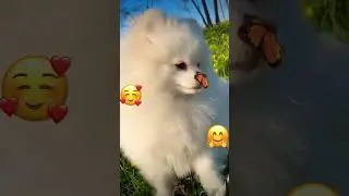 Хорошего весеннего настроения 🤗 #собака #животные #милота #funny #animals #cute #subscribe