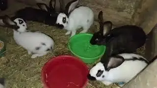 Хочете подивитися на 🐰