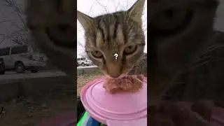 He delivered food for cats with a toy car😻