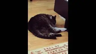 Гришка играющий