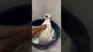 Gato tomando banho