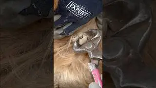 Cutting Off an Ergot That Has Split Into Pieces #asmr #horse #farrier #satisfying