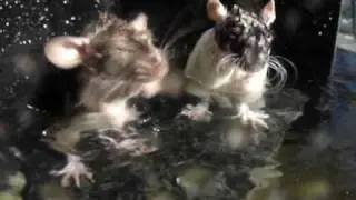 Rat Dives Deep Swimming Underwater *** MUST SEE ***