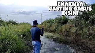 CASTING GABUS DI AWAL MUSIM KEMARAU