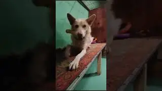 Пират ИЩЕТ ХОЗЯИНА!🤍/Приют Полянка, СПб