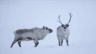 Грумант  Остров друзей