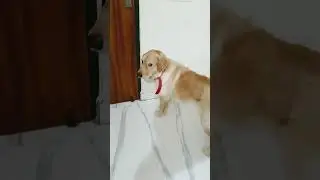 Roz Ki Habbit h #cute #funny #shorts #minivlog #rjsurabhisaxenaoffial #vlogger #goldenretriever