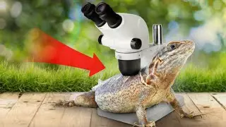 КОЖА ЯЩЕРИЦЫ ПОД МИКРОСКОПОМ! Exelys Media