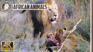 Lions eating a wildebeest 🐅 Kruger National Park [4K]