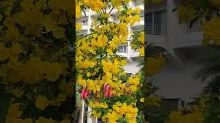 Дерево Текома прямостоячая 🌳 Золотой колокольчик / Tekoma tree erect 🌳 Golden bell