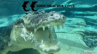 Crocosaurus Cove - Amazing Croc Encounters In Darwin