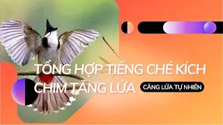 Chào Mào ché kích chim tăng lửa - Kích lửa chim bổi mộc - chim cà phê