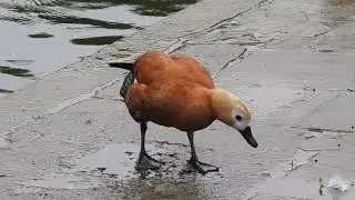 Огарь • Огар • Ruddy Shelduck • Tadorna ferruginea 1