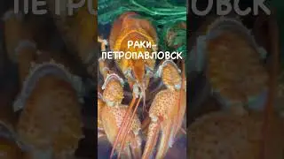 Раки в Петропавловске