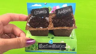 AH Moestuinmaatjes Cosmea & Andijvie zaaien TIPS!