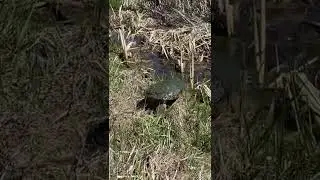 ASMR in nature.