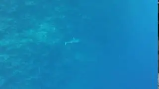Gray Reef Shark