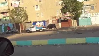 الوطن : أسرع جاموسة فى العالم بالاسماعيلة