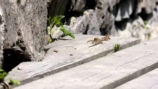 Corteggiamento Lucertola dei muri Podarcis muralis