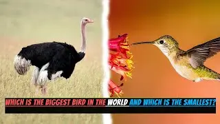 Which is the biggest bird in the world and which is the smallest?