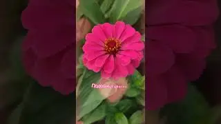 Доброе утро,хорошего дня открытки на каждый день #открытка #доброеутро #видеооткрытка #доброеутречко