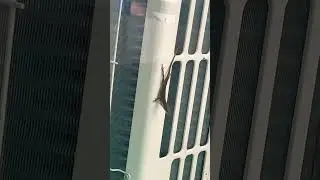 HOW TO TRAIN YOUR DRAGON 6 !!!!! Push up edition