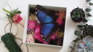 Ролик о ферме цветов и бабочек Fly-Fly.ru