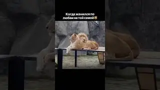 Женился по любви ❤️‍🩹