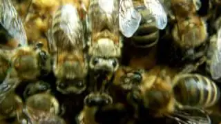 Včelí úl - dění uvnitř. Beehive - interior activity