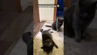 Кот Оскар и серьёзный разговор 🤣 #cat #кот #оскар #котка