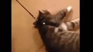 Кот притворился мертвым, чтобы не идти гулять. Cat plays dead to avoid going for a walk