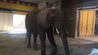 Pittsburgh Zoo - African Elephant