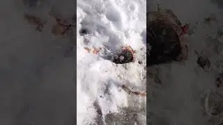 Кто же это мог сделать?
