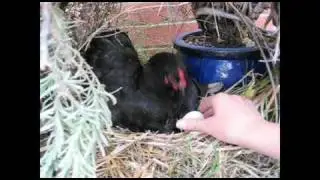 Wei Wei hides her egg