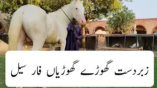 Ghory 4 Sale | Zabardast Nukra, Sawa Ghora| Sawi Wacheri | @Malikcattlefarmbahawalpur